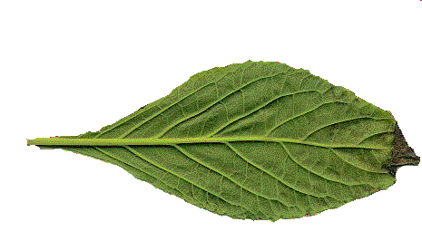 Salvia divinorum12.gif
